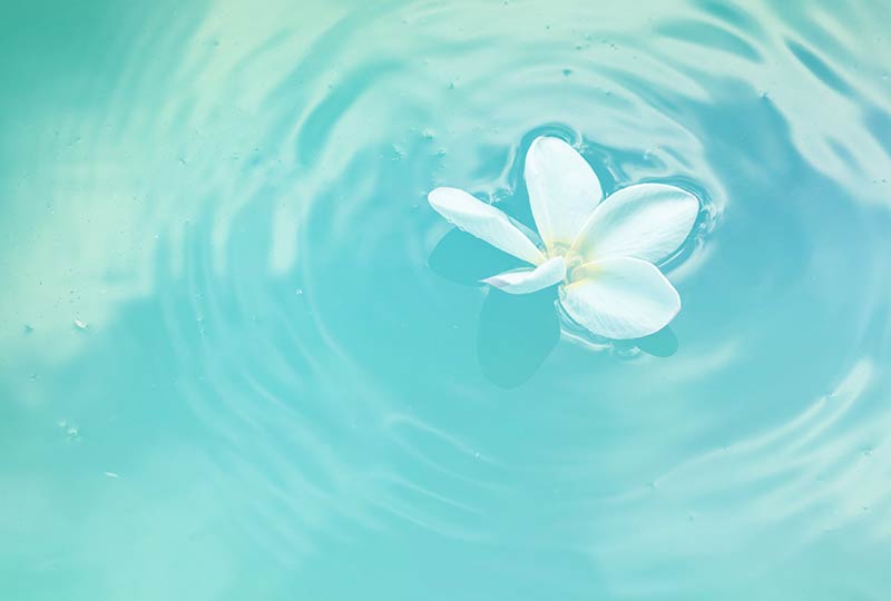 Spirituelle Lebensberatung: Weiße Blüte schwimmt auf dem Wasser